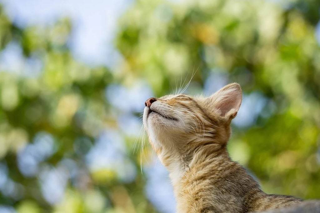 Le langage corporel d'un chat expliqué simplement