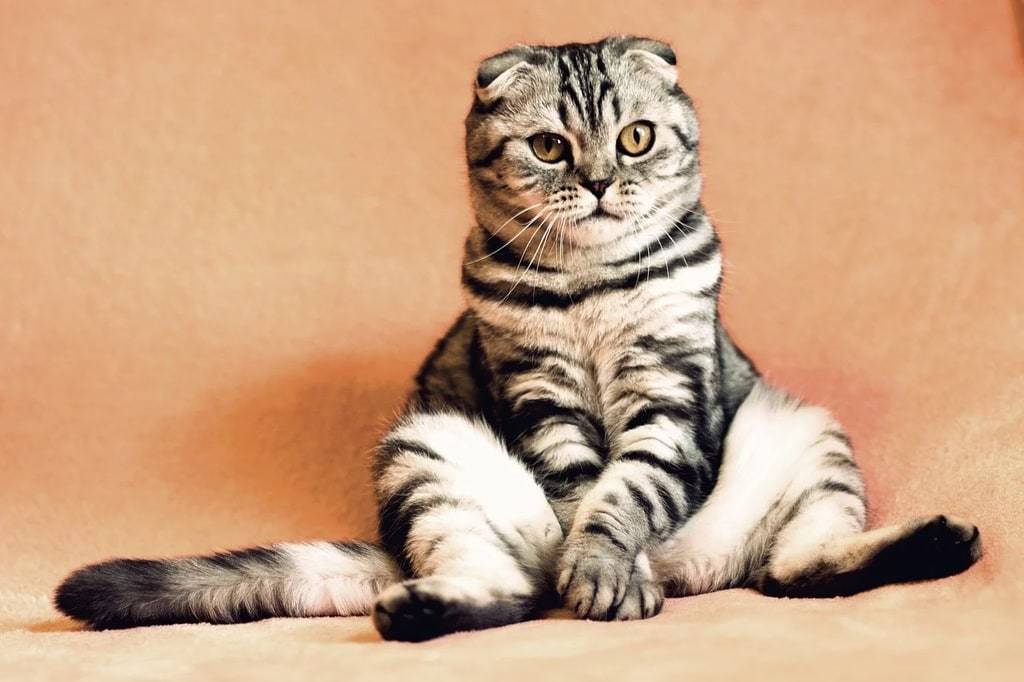 Les besoins essentiels d'un chat en appartement 