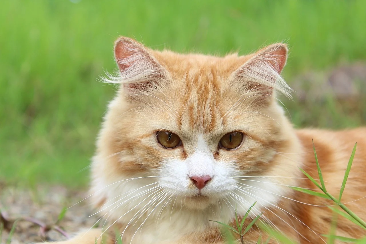 Accompagner son chat pour résoudre les troubles du quotidien