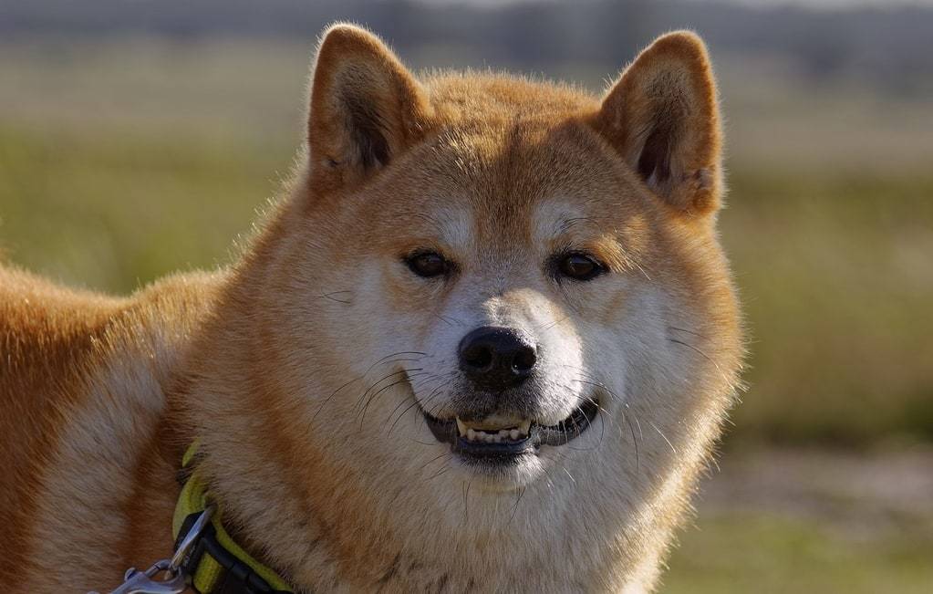 Les différents pelages du Shiba Inu