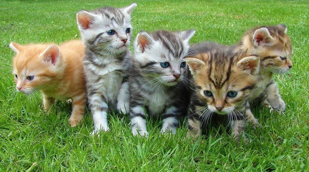 Mon chat refuse de manger : quelles sont les causes et comment y remédier ?